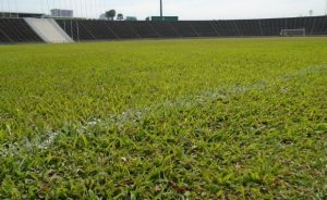 Mặt sân bóng cỏ tự nhiên sử dụng cỏ lá gừng